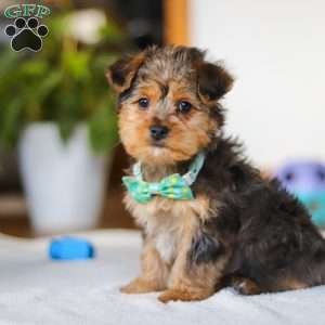 Dallas, Yorkie Poo Puppy